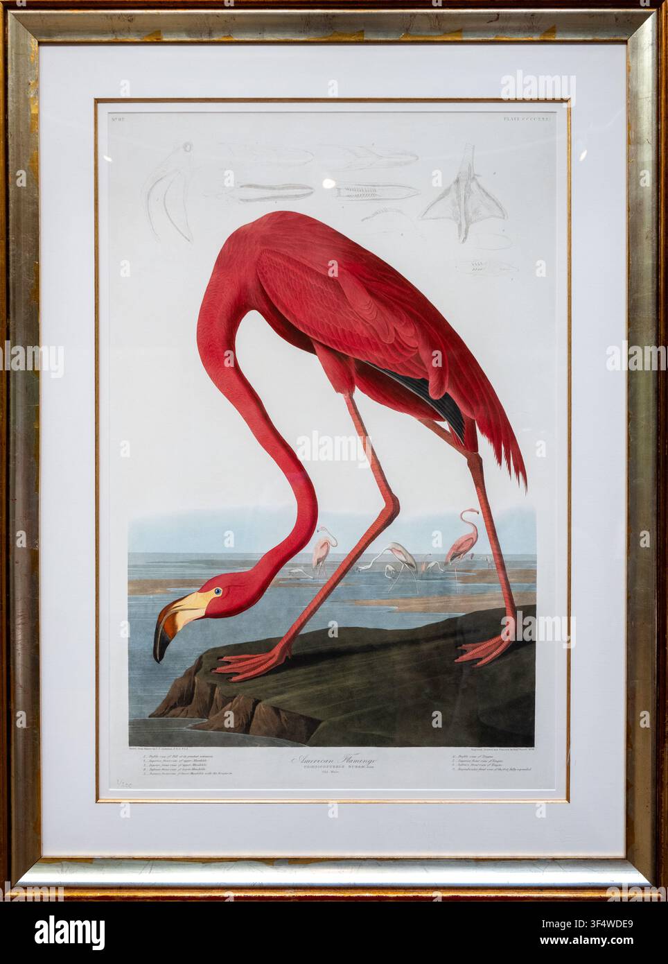 Londres, Royaume-Uni - 24 juin 25 : Illustration encadrée d’un flamant américain exposée dans une galerie du Musée d’histoire naturelle à Londres, en Angleterre. Banque D'Images