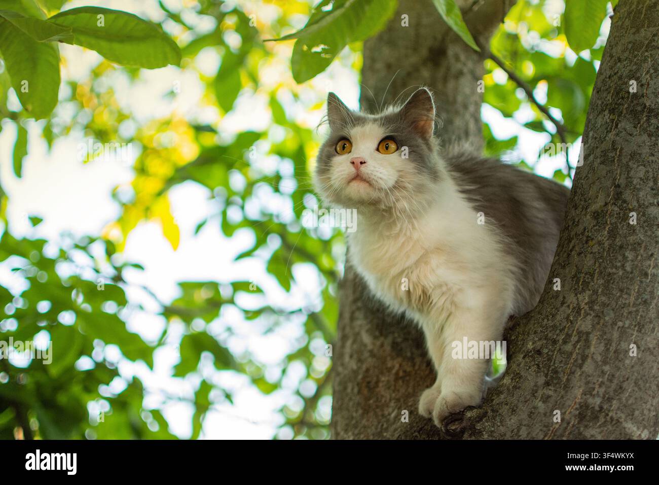 Charmant portrait de chaton sur une branche d'arbre. Le chat mignon est couché sur l'arbre et saute de l'arbre. Banque D'Images
