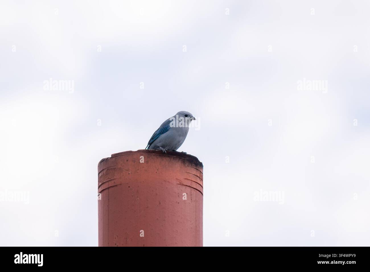 Petit tangara bleu-gris perché calmement sur un tuyau de cheminée en argile brun-rouge, observant tranquillement avec le ciel nuageux et doux formant un arrière-plan propre Banque D'Images