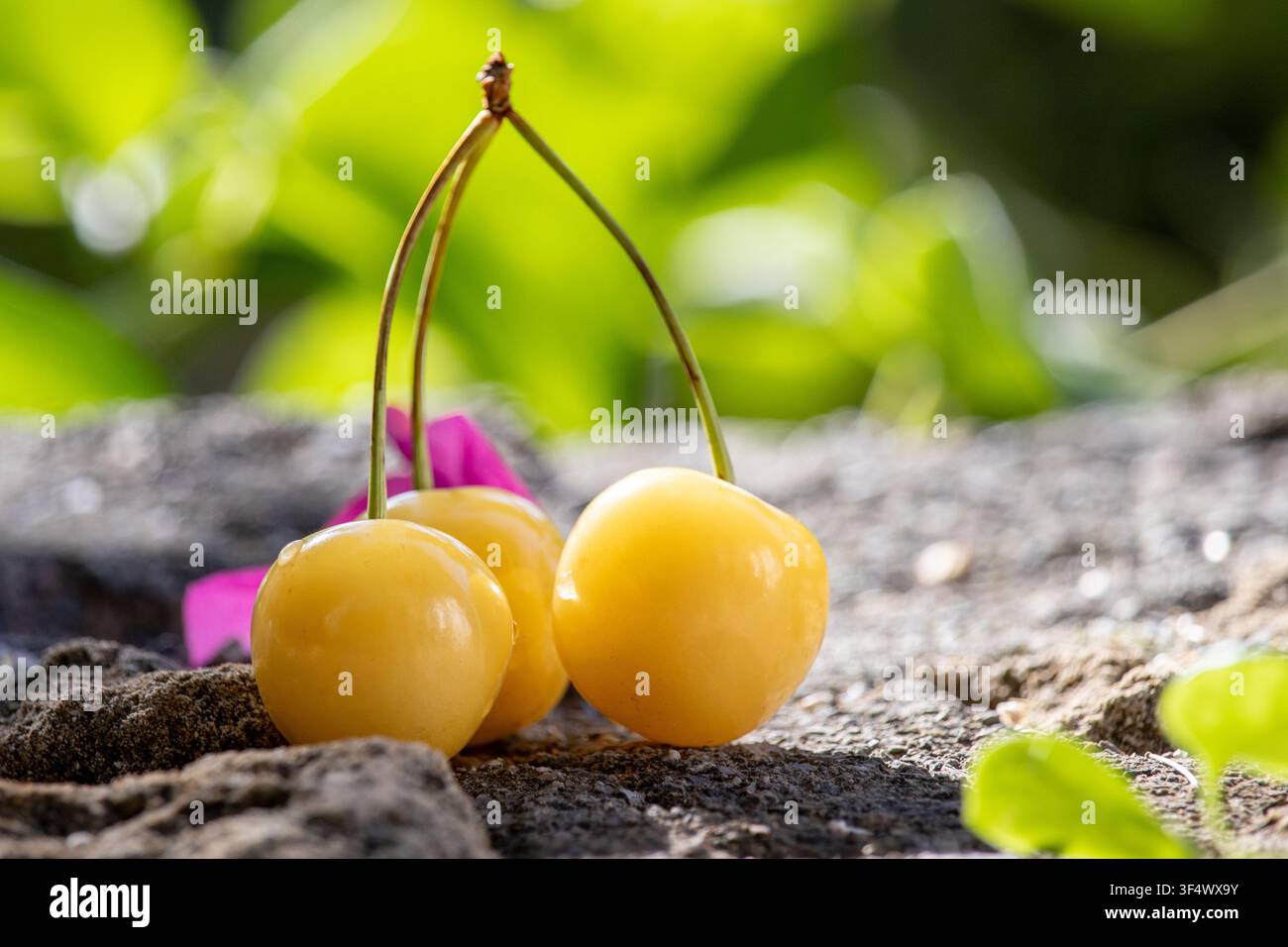 Trois cerises jaunes fraîches avec des tiges vertes reposant sur une surface en pierre texturée en plein air sous une lumière naturelle avec un fond vert flou Banque D'Images