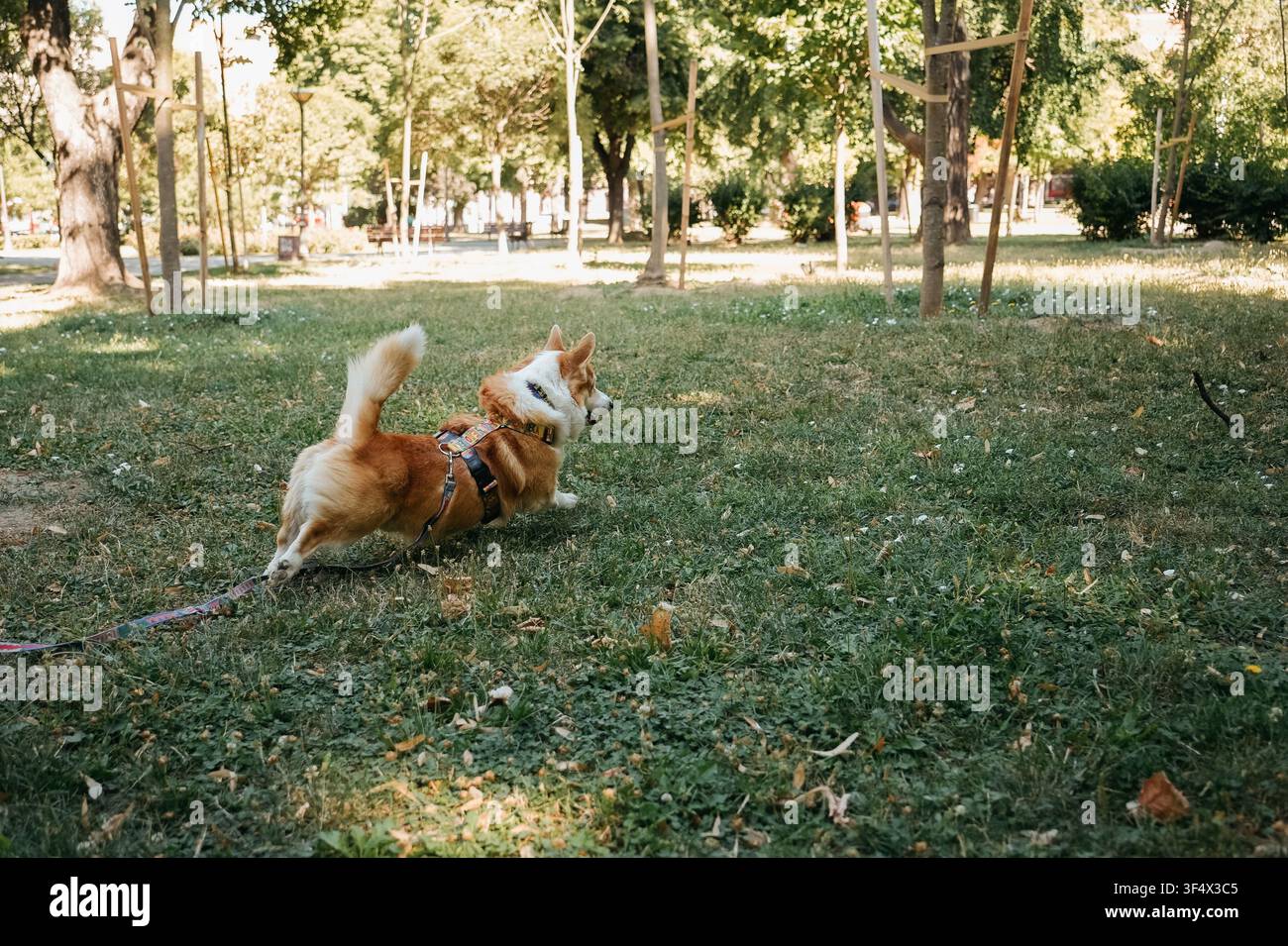 Corgi gallois Pembroke rouge et blanc courant énergiquement à travers un parc herbeux tout en étant attaché à une laisse. Chien de race actif profitant de son exercice en plein air Banque D'Images
