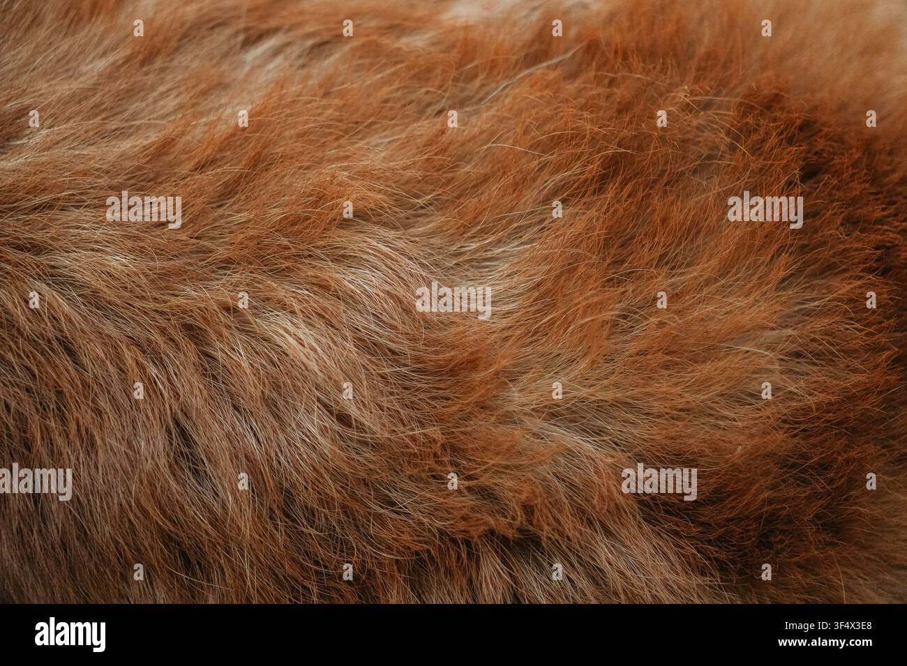 Grossissement abstrait de la texture du pelage rouge et blanc d'un Corgi gallois de Pembroke. Motif détaillé du pelage animal adapté comme fond naturel. Banque D'Images