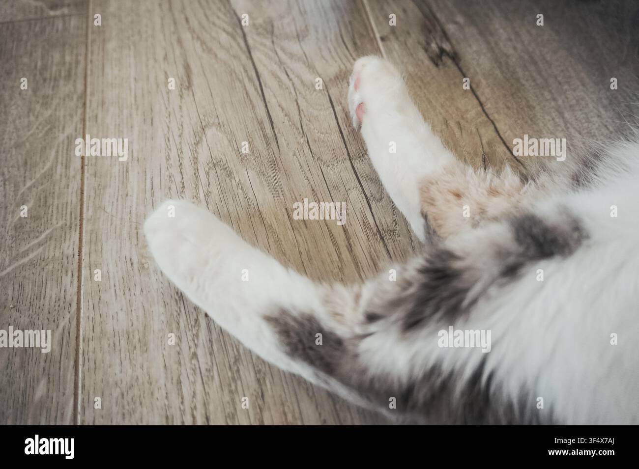 Vue rapprochée de pattes de chat douces reposant sur un sol en bois à l'intérieur. Composition minimale mettant en valeur les détails doux des animaux de compagnie et la texture. Banque D'Images