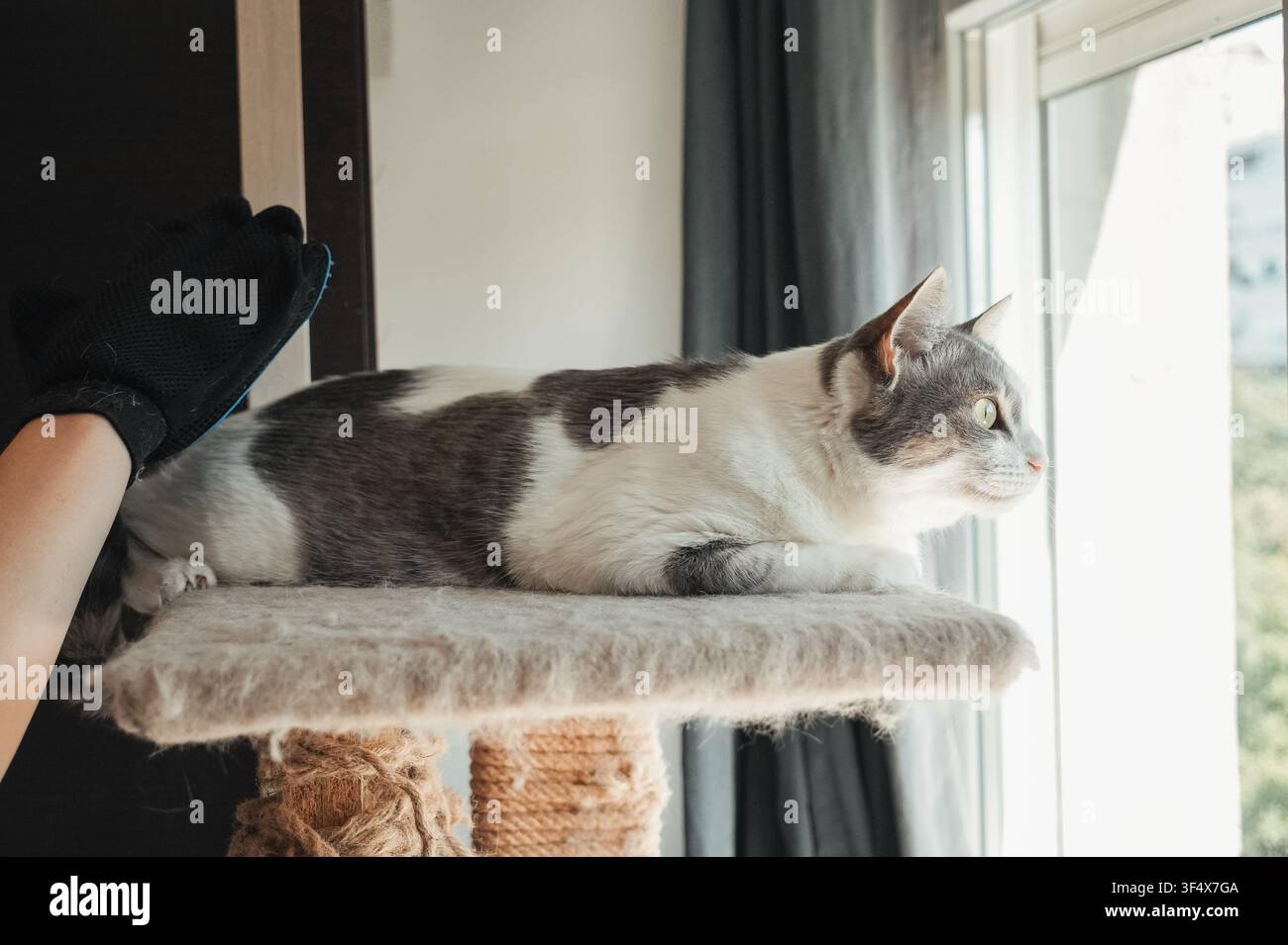 Chat domestique gris et blanc se relaxant sur un arbre à chat tout en étant nettoyé avec un gant de toilettage pour animaux de compagnie. Scène intérieure cosy mettant en avant la soins et le lien avec les animaux de compagnie Banque D'Images