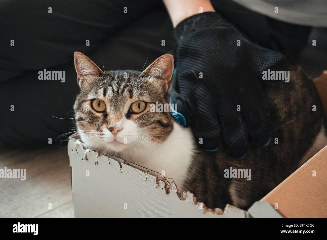 Chat domestique tigré se détendant dans une boîte en carton tout en étant brossé avec un gant de toilettage pour animaux de compagnie. Scène intérieure cosy mettant en valeur les soins aux animaux et le confort Banque D'Images