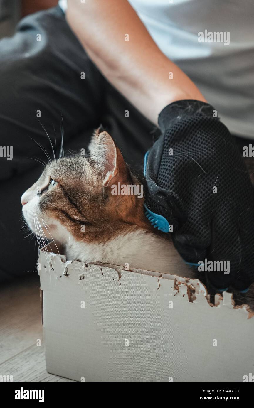 Chat domestique tigré se détendant dans une boîte en carton tout en étant brossé avec un gant de toilettage pour animaux de compagnie. Scène intérieure cosy mettant en valeur les soins aux animaux et le confort Banque D'Images