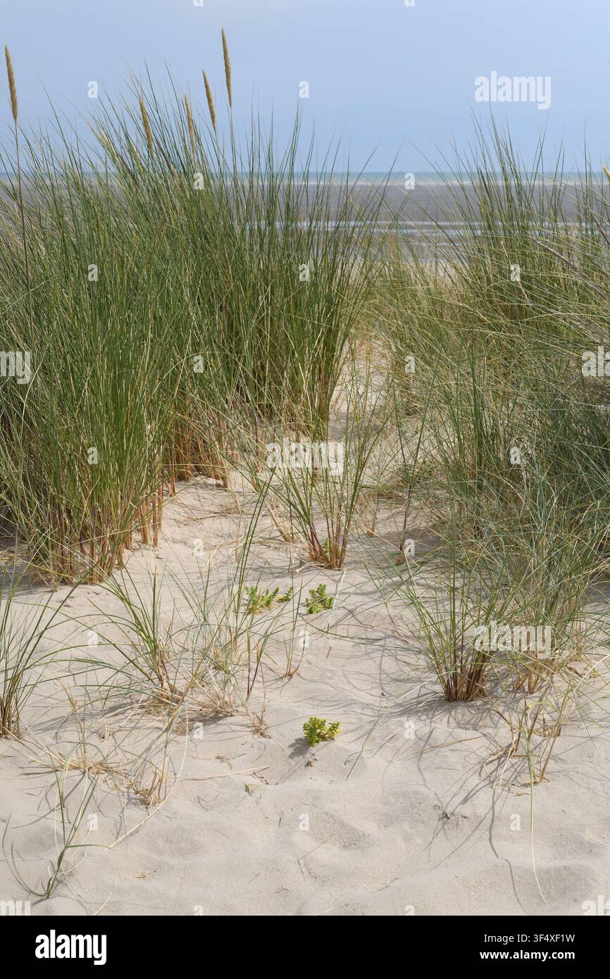 Plage dorée de Camber Sands Banque D'Images