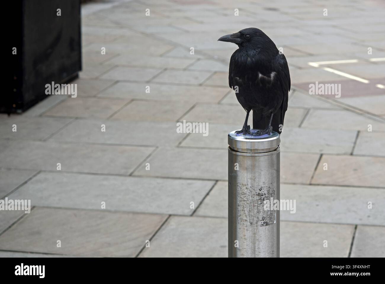 Corbeau sur un poteau à Édimbourg, Écosse, Royaume-Uni. Banque D'Images