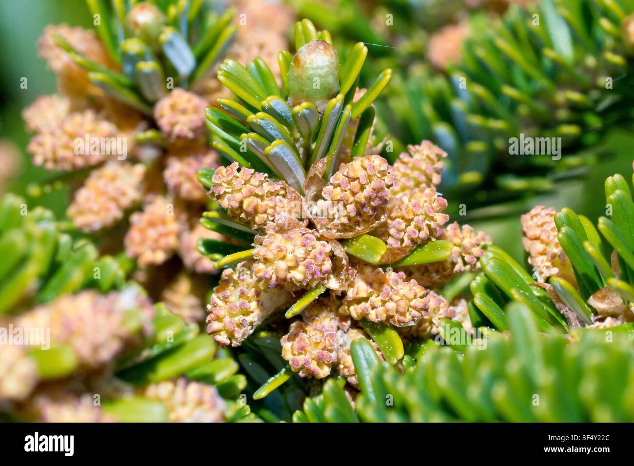 Sapindier coréen (abies koreana), gros plan des fleurs mâles de l'arbre en floraison au printemps. Banque D'Images