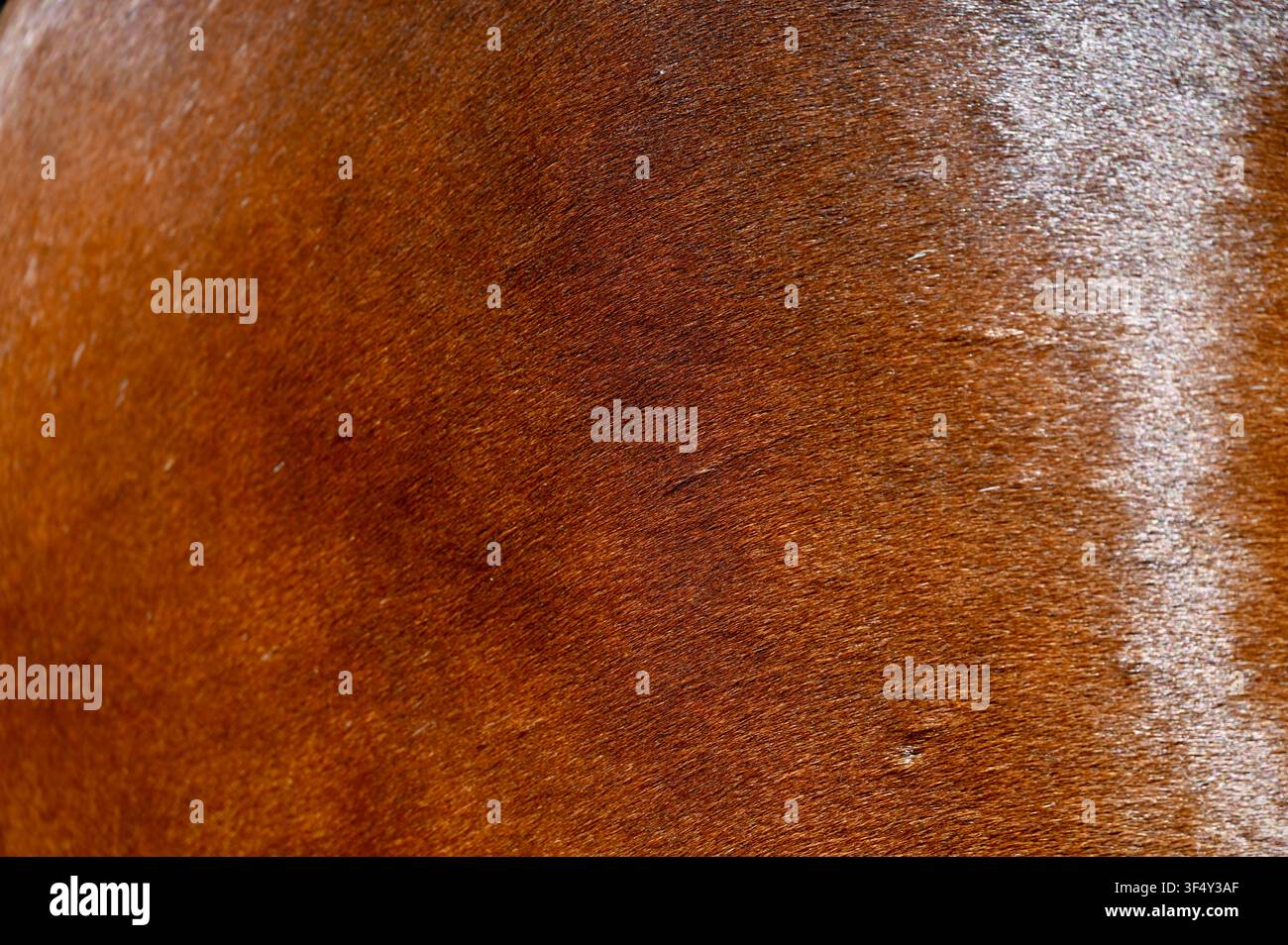 Une photographie macro montrant la texture riche et le pelage fin d'un cheval bai brun avec une tache de poils blancs subtile sur le côté droit. Idéal pour les arrière-plans naturels de peau d'animal, les alternatives au cuir, les thèmes équestres et les textures abstraites. Banque D'Images