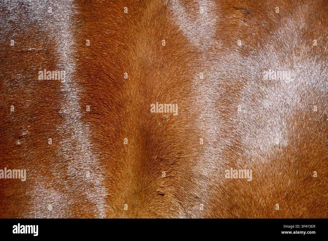 Une photographie macro montrant la texture riche et le pelage fin d'un cheval bai brun avec une tache de poils blancs subtile sur le côté droit. Idéal pour les arrière-plans naturels de peau d'animal, les alternatives au cuir, les thèmes équestres et les textures abstraites. Banque D'Images