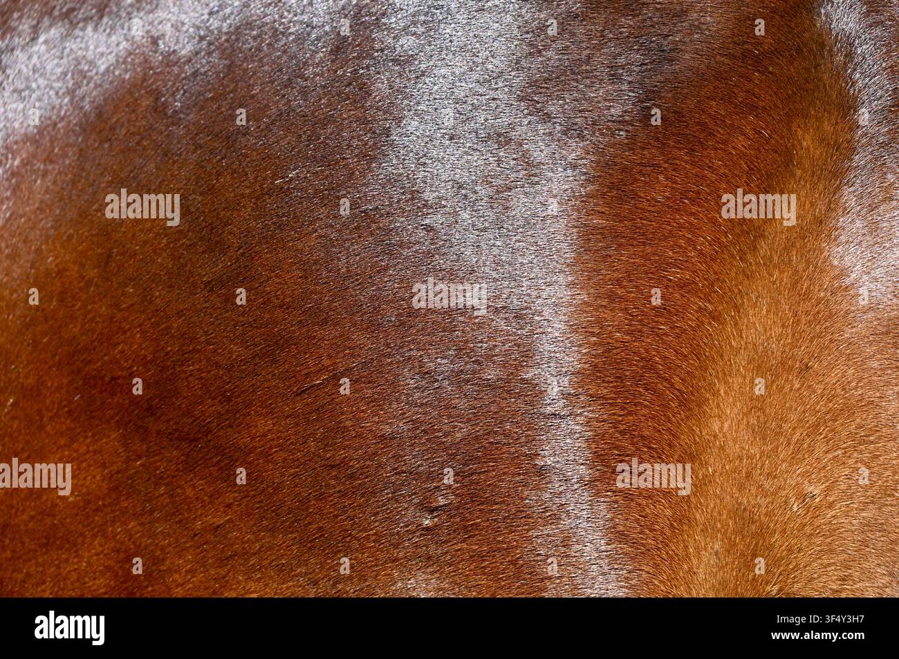 Une photographie macro montrant la texture riche et le pelage fin d'un cheval bai brun avec une tache de poils blancs subtile sur le côté droit. Idéal pour les arrière-plans naturels de peau d'animal, les alternatives au cuir, les thèmes équestres et les textures abstraites. Banque D'Images