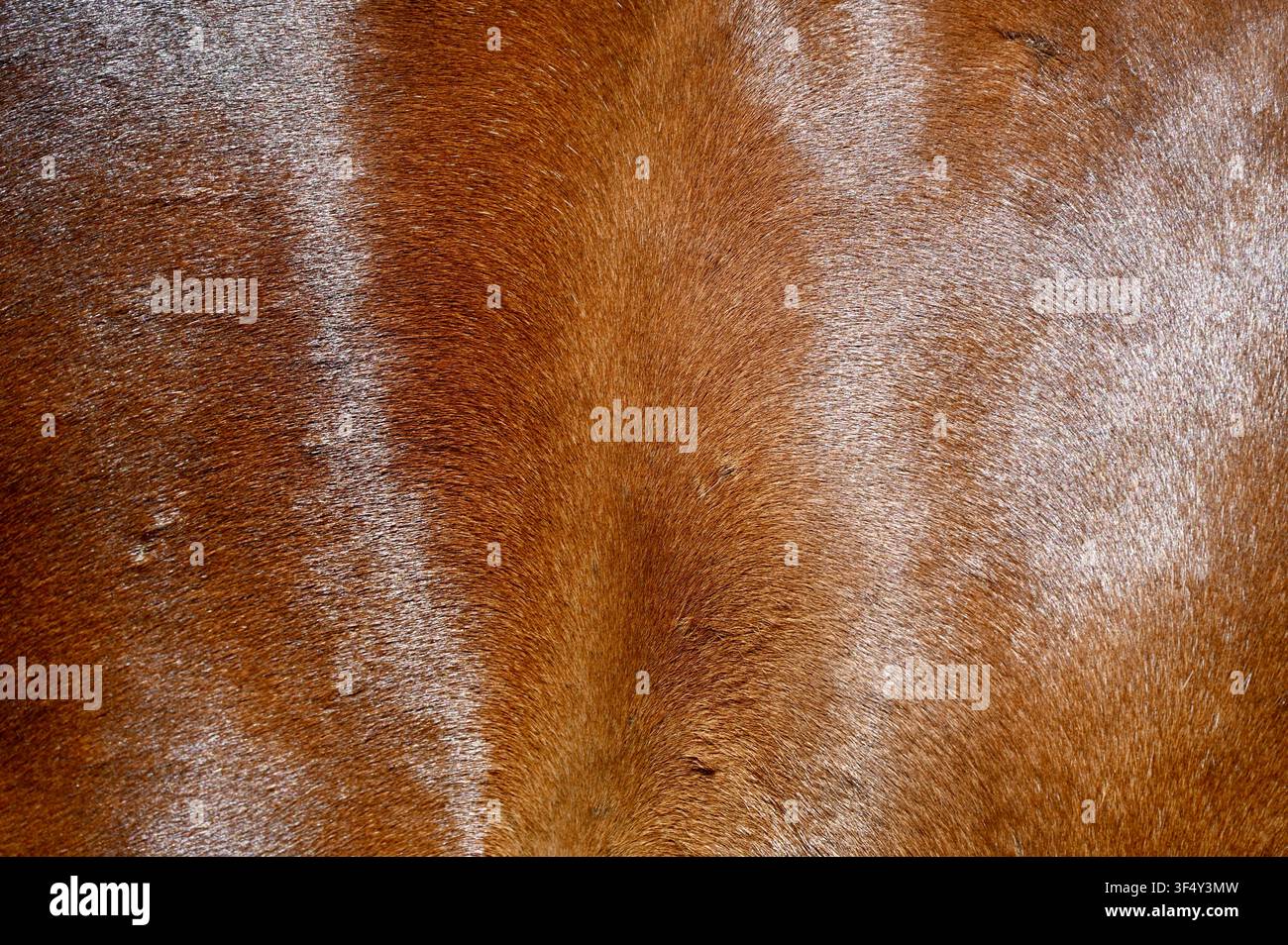 Une photographie macro montrant la texture riche et le pelage fin d'un cheval bai brun avec une tache de poils blancs subtile sur le côté droit. Idéal pour les arrière-plans naturels de peau d'animal, les alternatives au cuir, les thèmes équestres et les textures abstraites. Banque D'Images