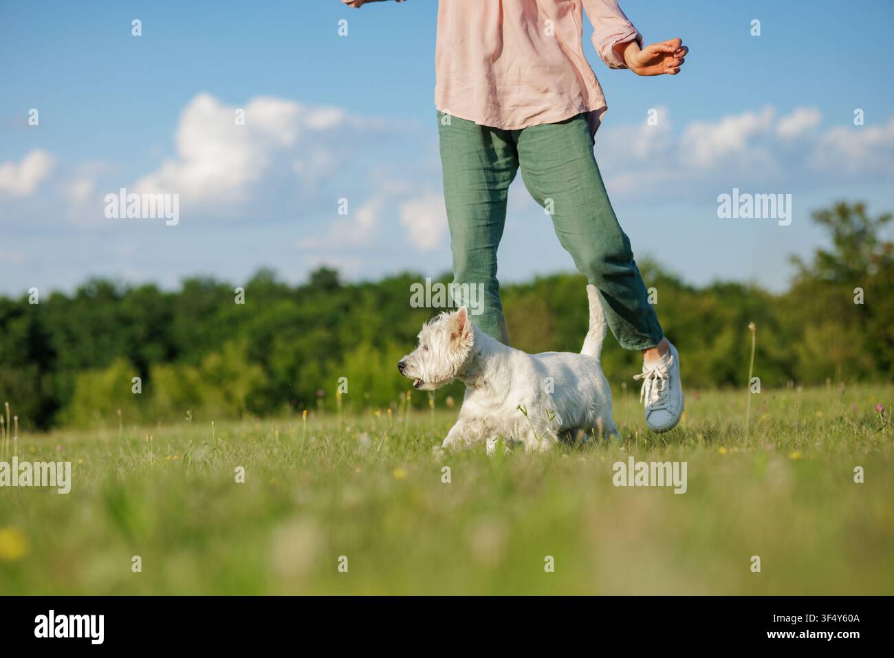 Un chien heureux court aux côtés de son propriétaire dans un champ vert vibrant, illustrant le lien d'amour et de soins pendant une promenade joyeuse ensemble. Banque D'Images