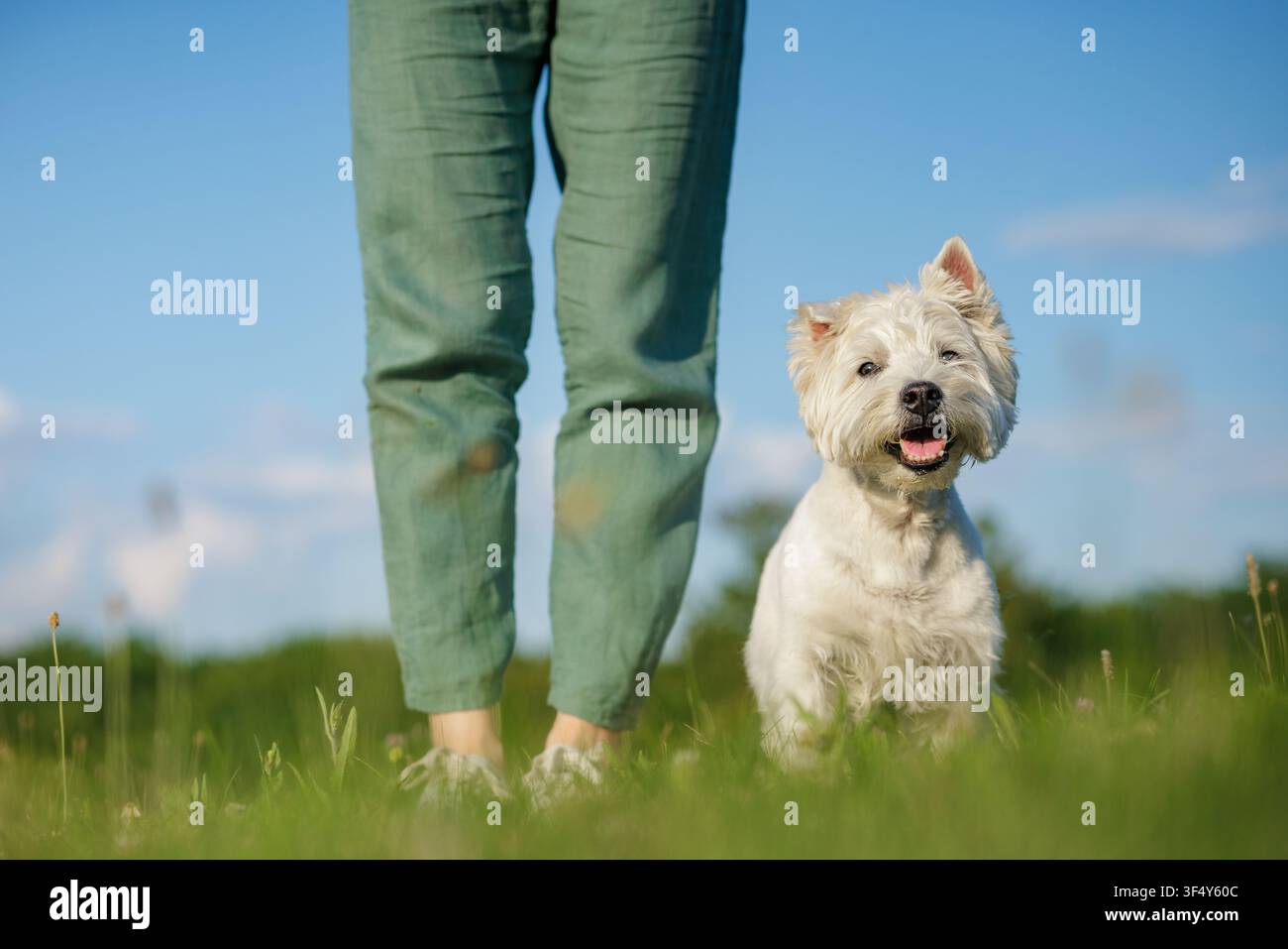 Un chien joyeux marche à côté de son propriétaire dans un champ verdoyant, illustrant le lien d'amour et de soin qui les unit dans un magnifique cadre extérieur. Banque D'Images