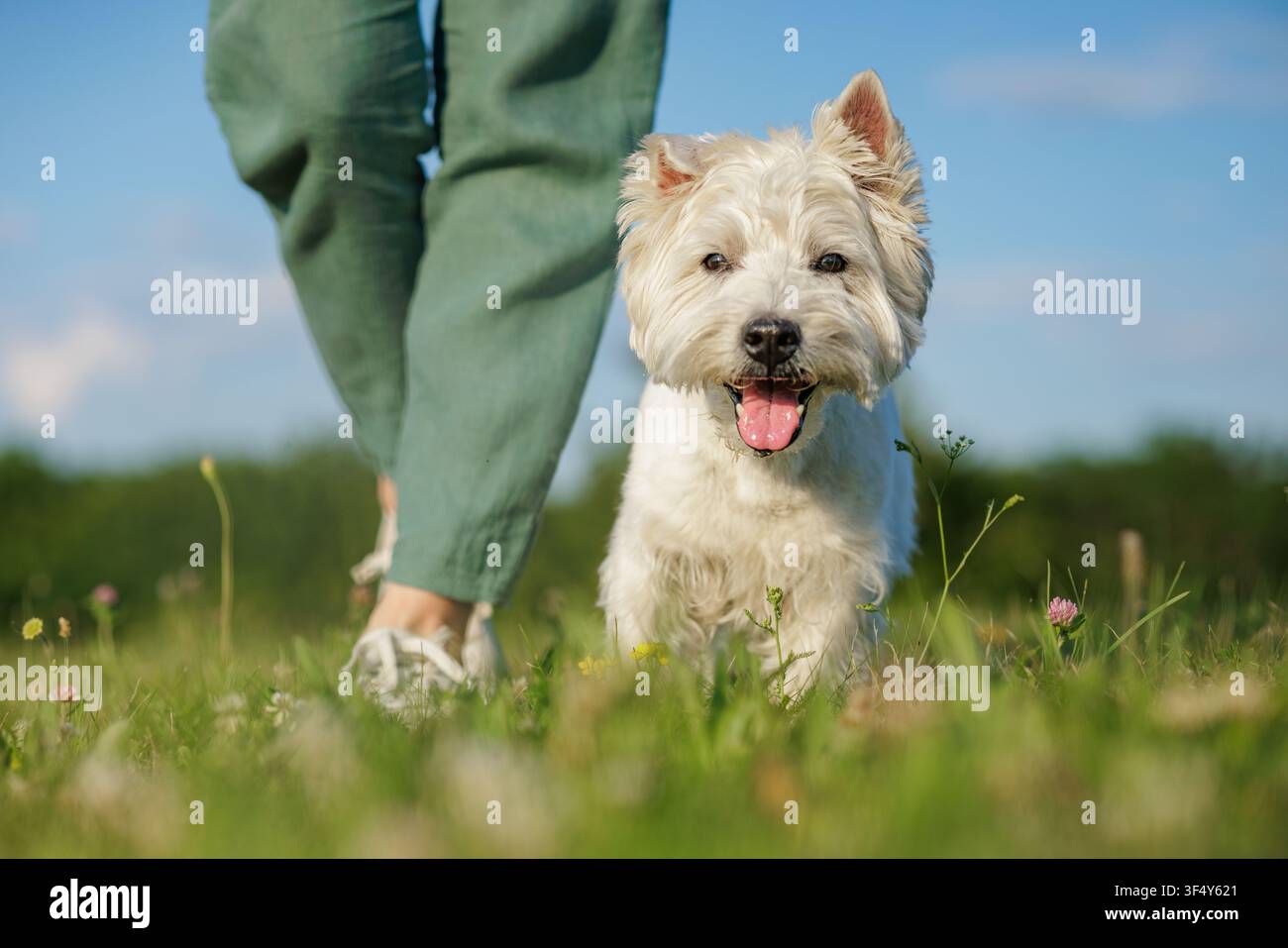 Un chien heureux marche aux côtés de son propriétaire dans un champ verdoyant, illustrant le lien et l'amour qui les unissent lors de leur aventure en plein air. Banque D'Images