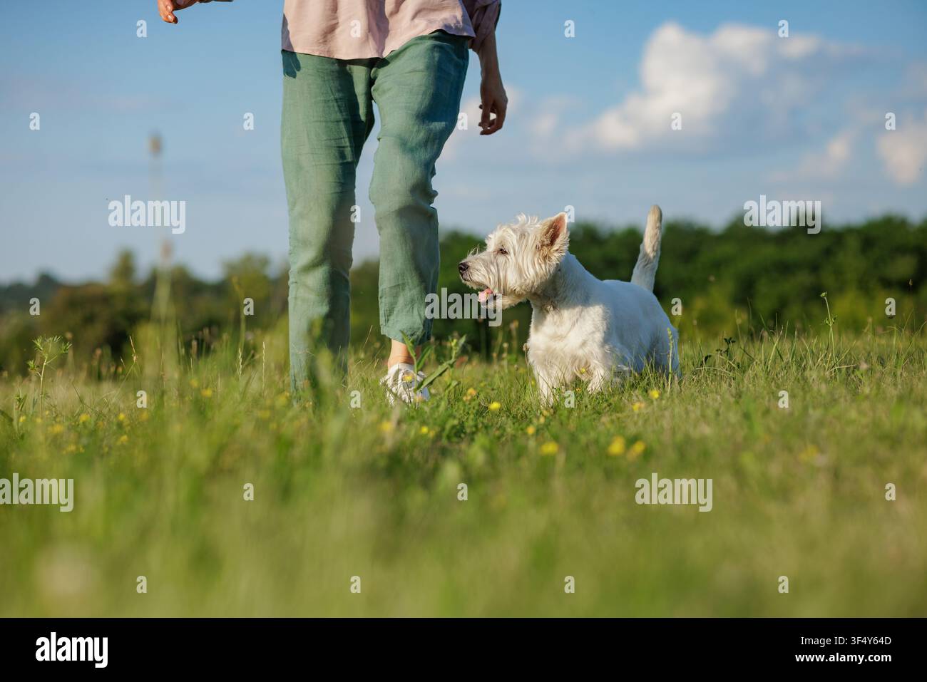 Un chien joyeux marche aux côtés de son propriétaire dans un champ ensoleillé, illustrant le lien et l'amour qui les unissent lors de leur aventure en plein air. Banque D'Images