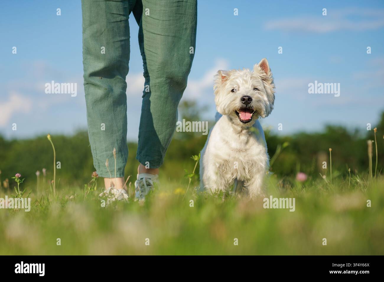 Un chien joyeux marche aux côtés de son maître dans un champ vert vibrant, mettant en valeur le lien et l'amour qui les unissent lors d'une journée ensoleillée en plein air. Banque D'Images