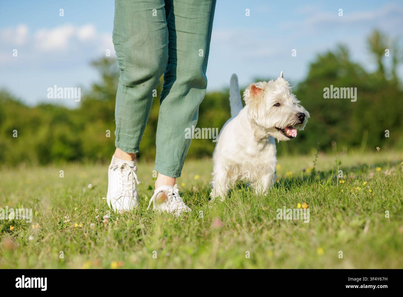 Un chien joyeux marche joyeusement aux côtés de son propriétaire dans un champ vert luxuriant, mettant en valeur l'amour et les soins partagés entre eux lors de leur aventure en plein air. Banque D'Images