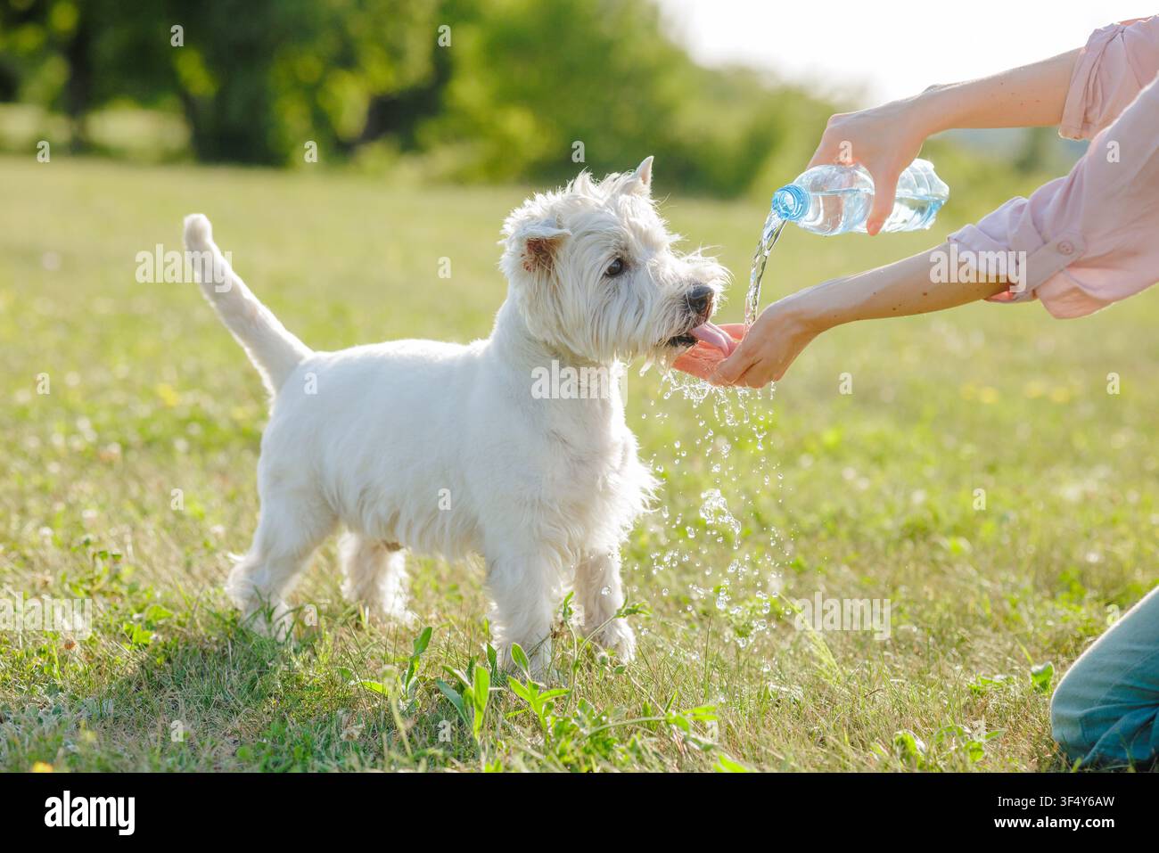 Une personne fournit avec amour de l'eau fraîche à un chien heureux dans un champ ensoleillé, illustrant le lien entre l'animal de compagnie et son propriétaire lors d'activités en plein air. Banque D'Images