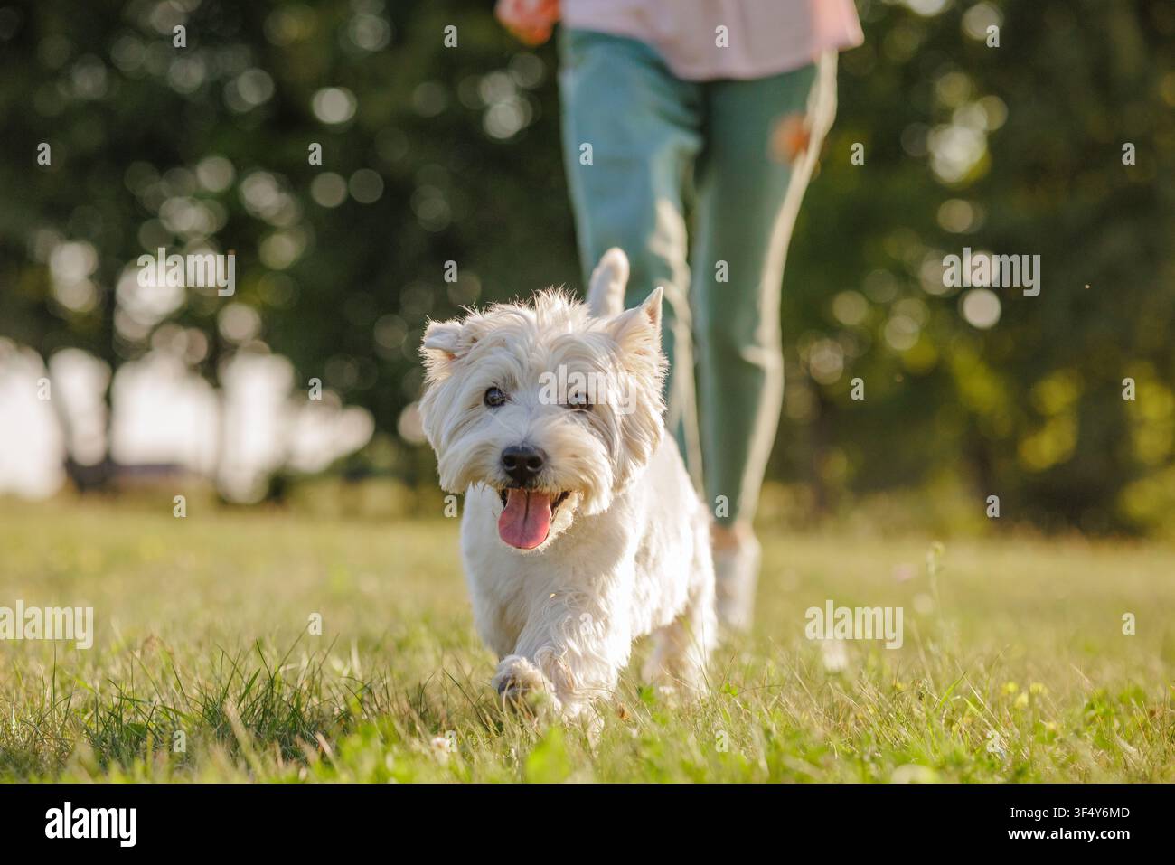 Un chien joyeux court vers l'appareil photo pendant qu'il est promené par son propriétaire dans un parc verdoyant, illustrant le lien entre eux et le bonheur d'être dehors Banque D'Images