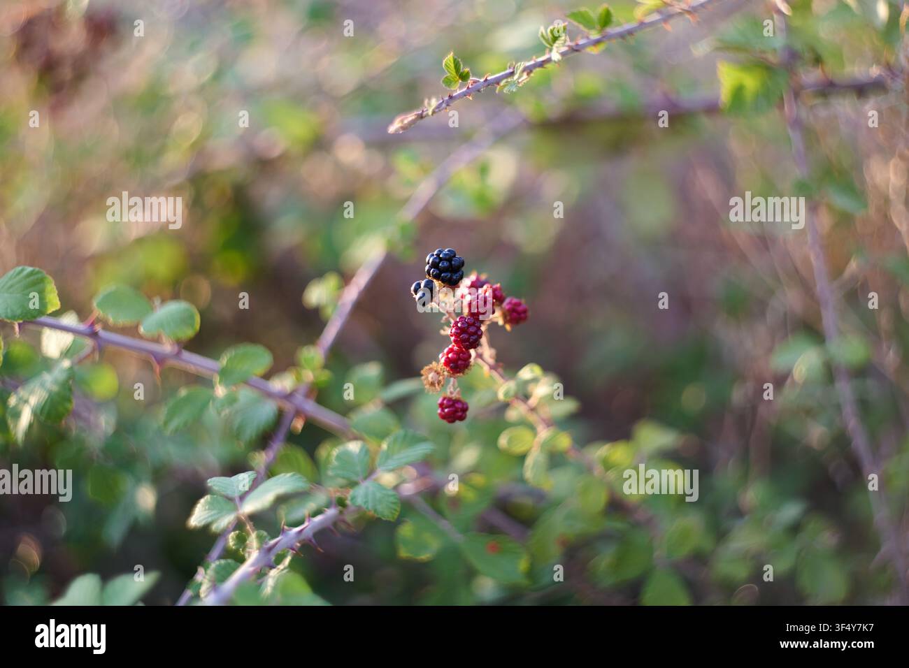 Vue rapprochée de mûres fraîches, mûres et non mûres, poussant sur une branche épineuse avec des feuilles vertes et un fond naturel flou et doux. Banque D'Images