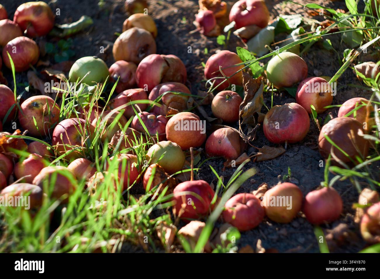 Gros plan en hauteur de pommes pourries et avariées posées sur le sol et l'herbe d'un verger après la saison des récoltes, montrant la décomposition naturelle Banque D'Images