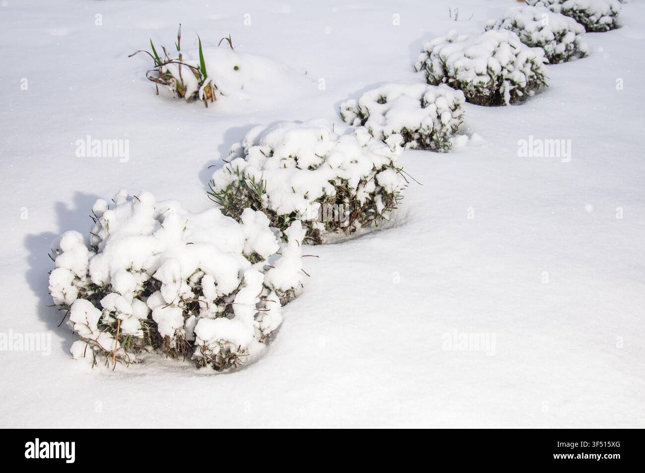 Une scène hivernale sereine avec plusieurs buissons à feuilles persistantes et des touffes d'herbe recouvertes de neige fraîche, créant une vue paisible sur le jardin Banque D'Images