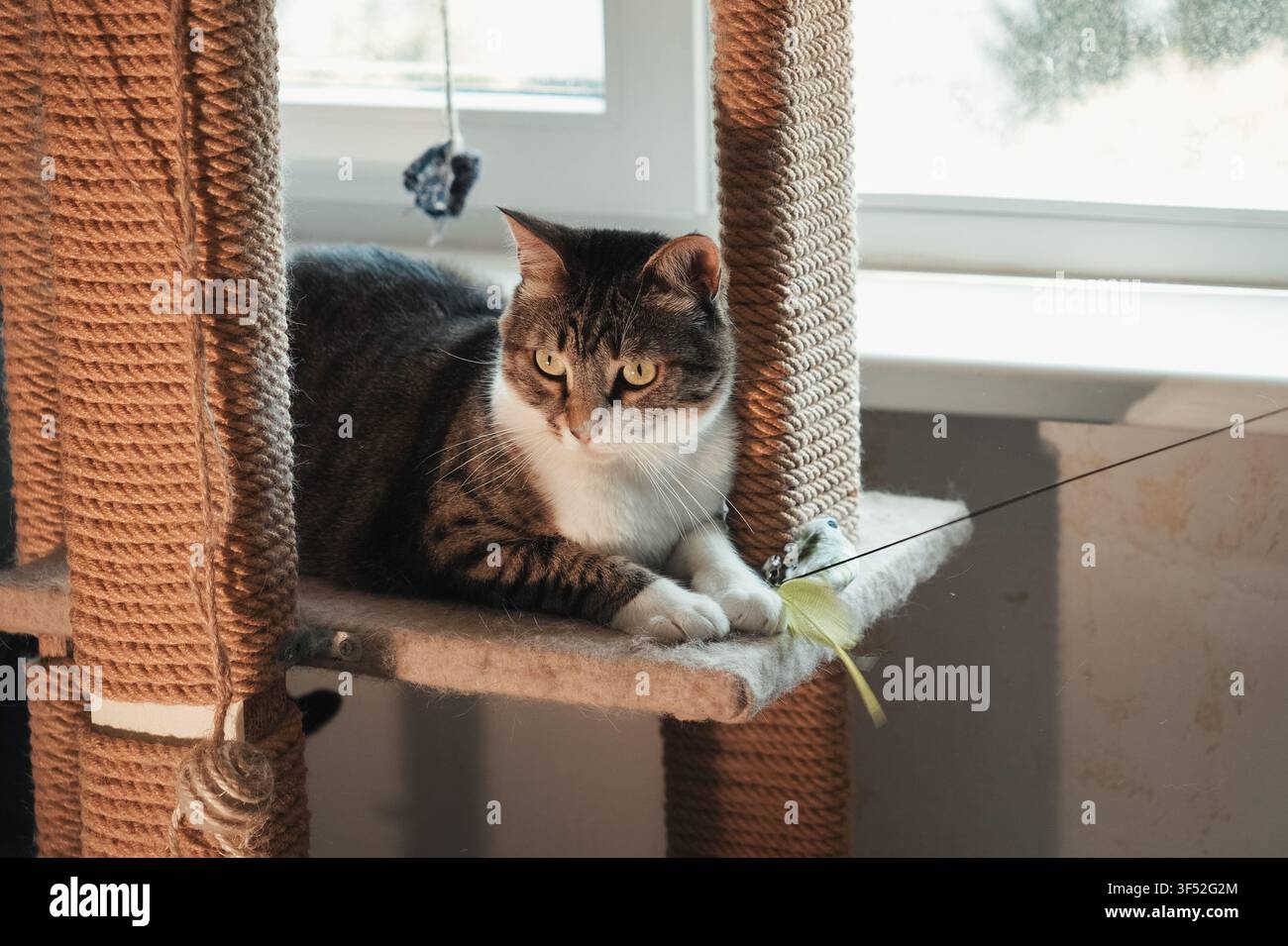 Chat domestique tigré se détendant sur un arbre à chat à côté d'un jouet teaser en plumes. Scène de vie intérieure confortable mettant en avant l'enrichissement, le confort, l'observation et Banque D'Images