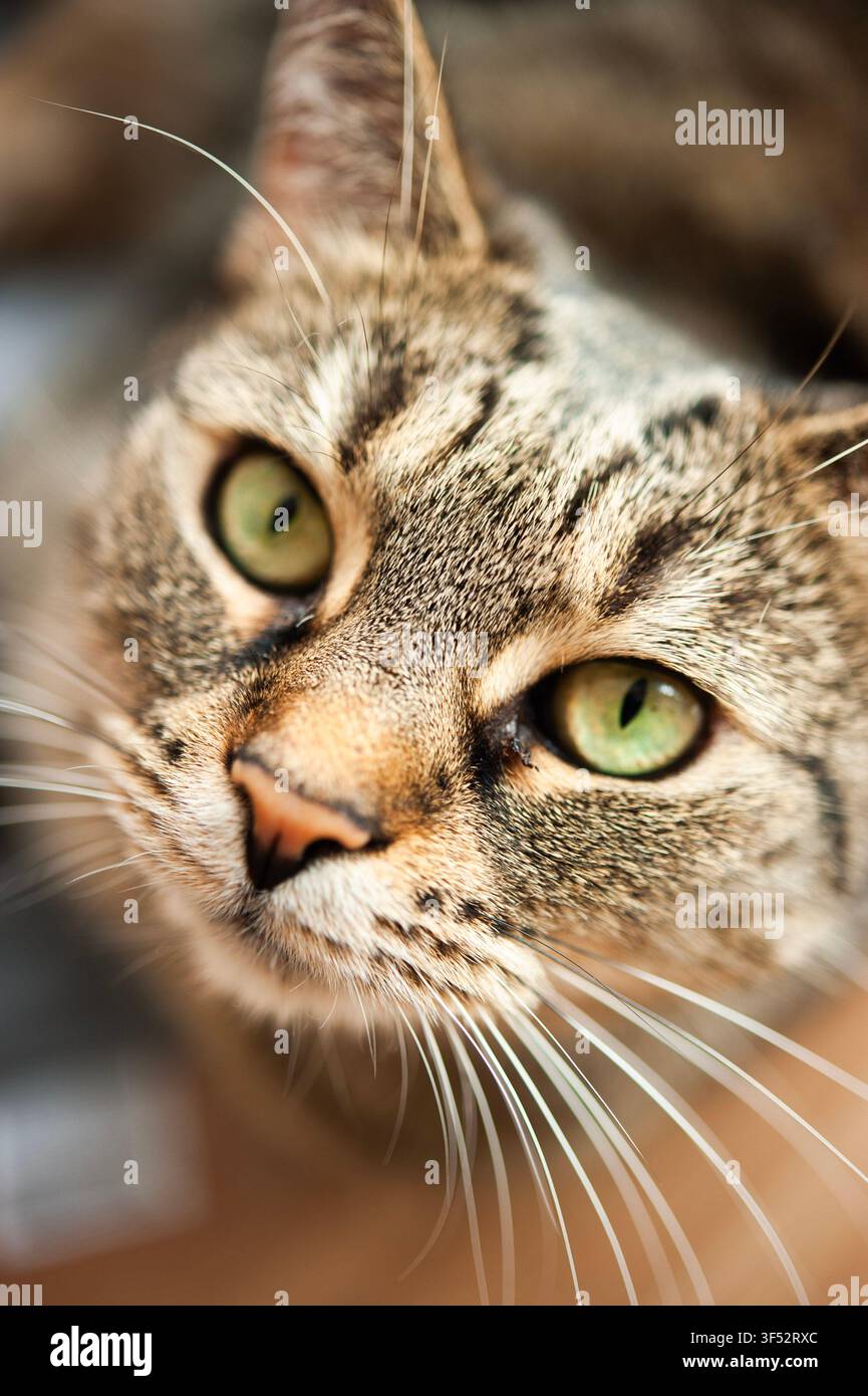 Portrait rapproché d'un chat tigré brun aux yeux verts et aux longues moustaches blanches, photographié sous une lumière naturelle chaude avec une mise au point peu profonde Banque D'Images