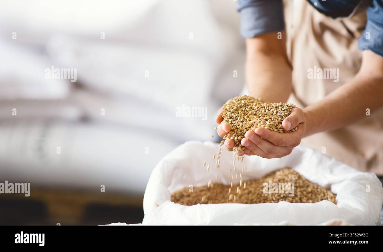 Grains de brassage d'excellente qualité, ingrédients de bière artisanale, industrie des boissons alcoolisées Banque D'Images