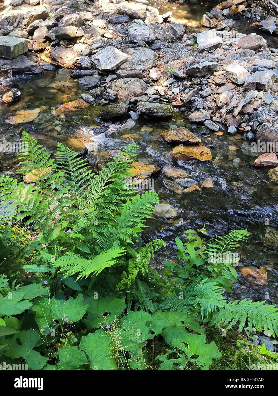 Ruisseau de montagne clair coulant sur des pierres avec des fougères vert vif poussant sur la berge du ruisseau - Image de stock capturée avec un smartphone
