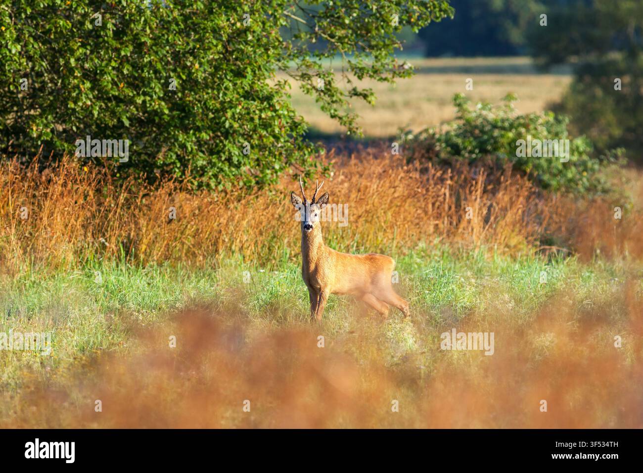 Chevreuil dans un pré en été Banque D'Images