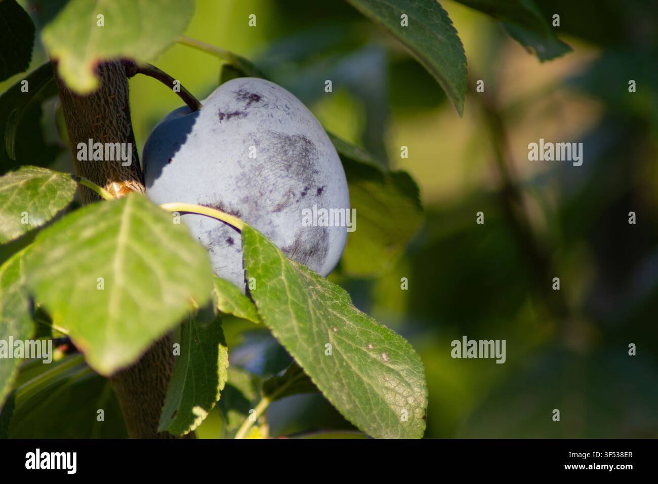 Une prune violette prête à être récoltée entourée de feuilles, suspendue à une branche Banque D'Images