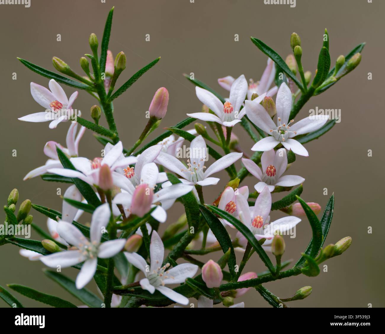 Philoteca Scabra en fleurs Banque D'Images
