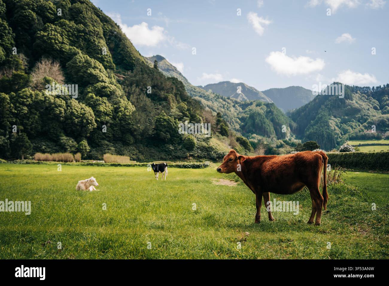 Vaches paissant paisiblement dans une vallée montagneuse luxuriante Banque D'Images