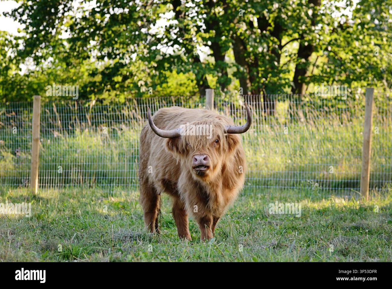 Une vache des hautes terres brune et ébouriffée dans un champ vert Banque D'Images