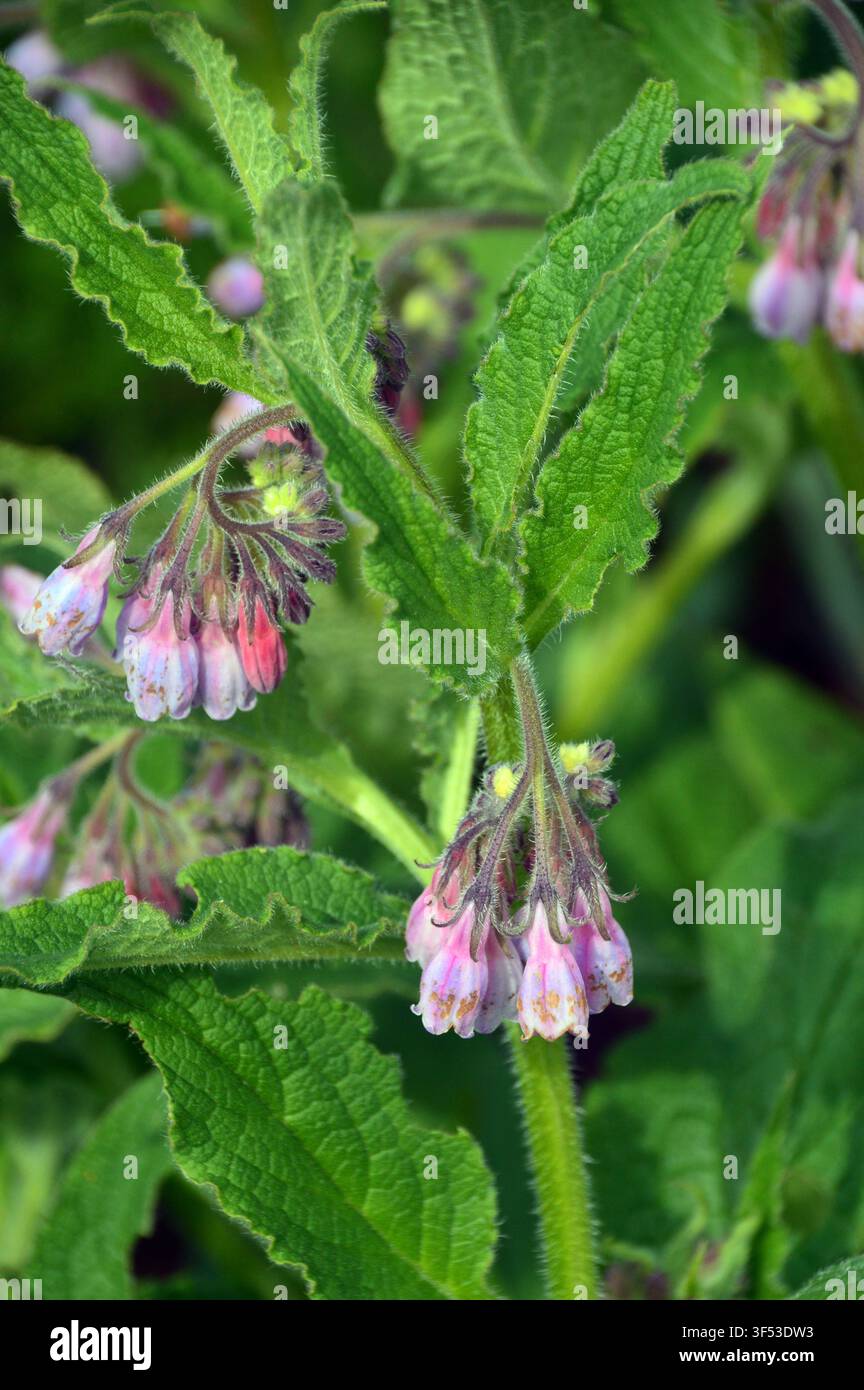 Symphytum Officinale 'Consoude commune' (Alum) cultivé au RHS Garden Harlow Carr, Harrogate, Yorkshire, Angleterre, Royaume-Uni Banque D'Images
