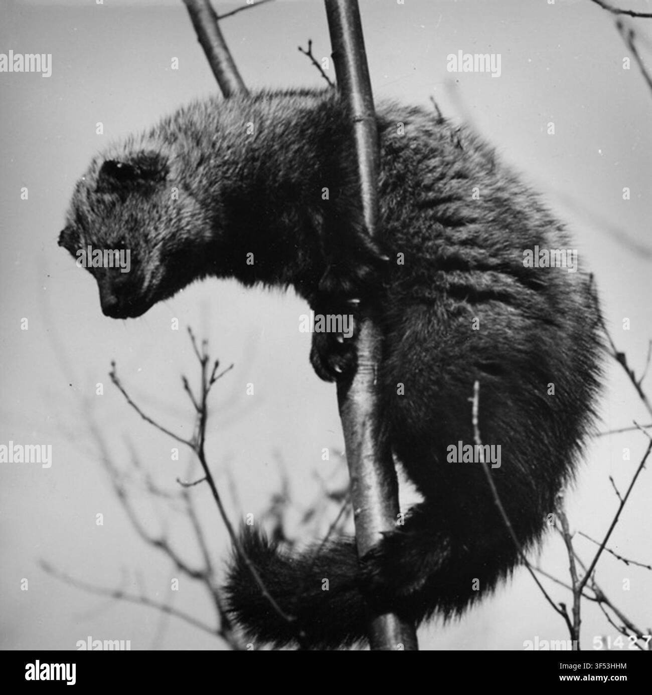 Une photographie de Fisher dans un arbre à la recherche d'un porc-épic. Banque D'Images