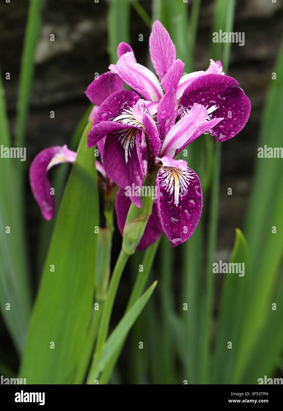 Iris à drapeau bleu, Iris versicolor 'Kermesina', Iridacées. Hybride nord-américain. L'Iris versicolor 'Kermesina' est une plante aquatique marginale. Banque D'Images