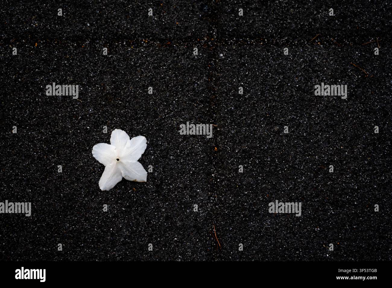 Une seule fleur blanche tombée sur un pavé en asphalte sombre, créant une composition abstraite minimaliste à Mallidong, Séoul. Banque D'Images