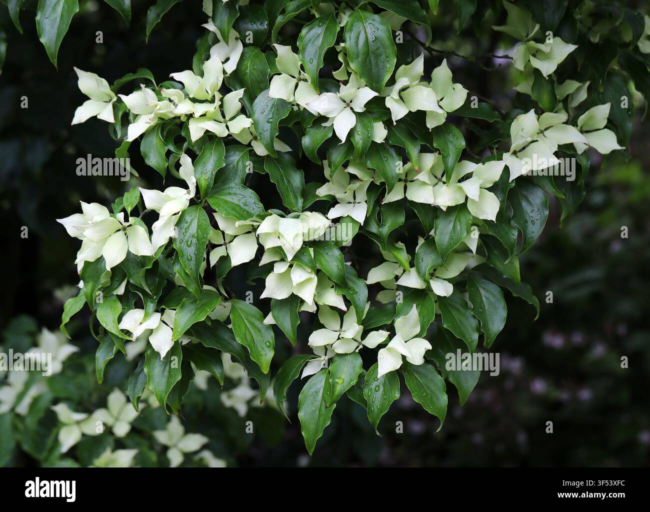 Cornus kousa var. chinensis, Cornaceae. Chine, Asie. Le Cornus kousa est un petit arbre déciduel. Banque D'Images