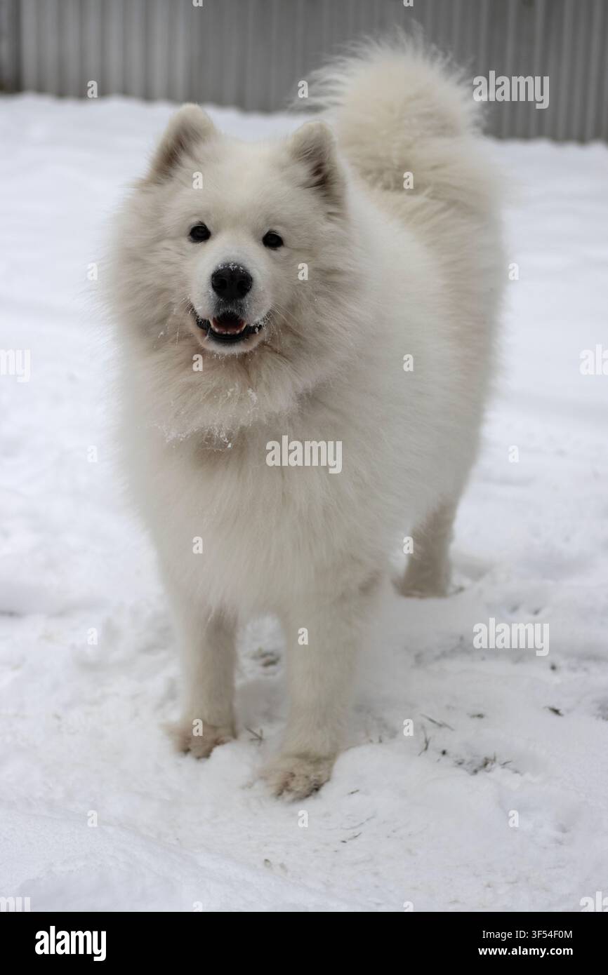 Plan corps d'un joyeux chien Samoyède duveteux debout dans la neige avec la gueule ouverte souriant, la queue sur le dos devant une clôture en tôle ondulée Banque D'Images