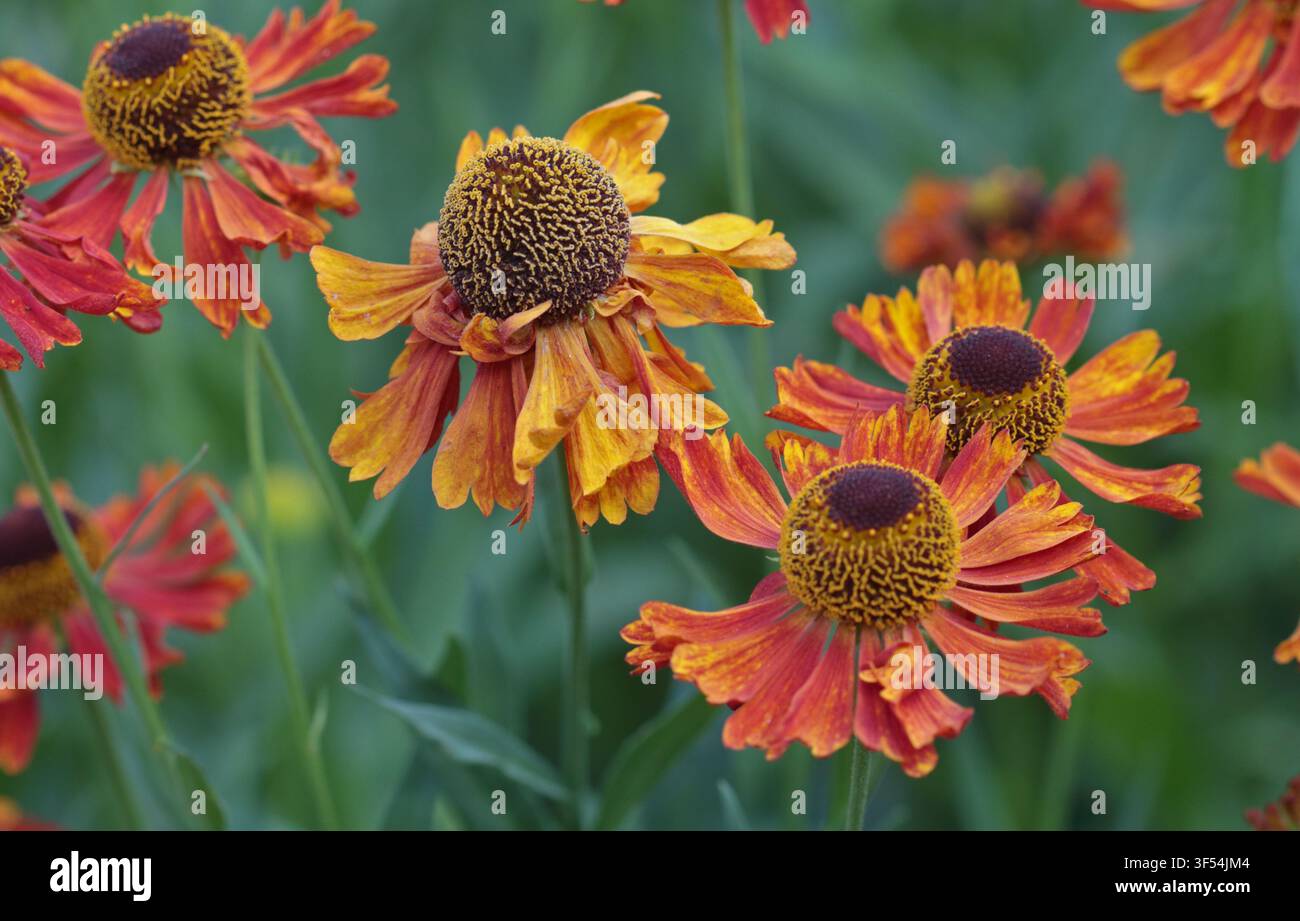 Helenium Moerheim Beauty Banque D'Images