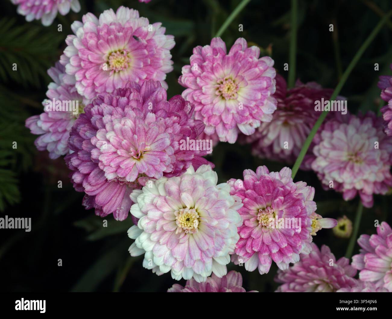 Argyranthemum Aramis Double Strawberry Cream Banque D'Images