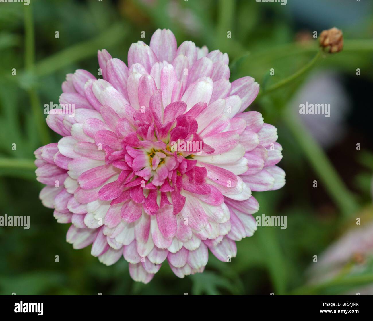 Argyranthemum Aramis Double Strawberry Cream Banque D'Images