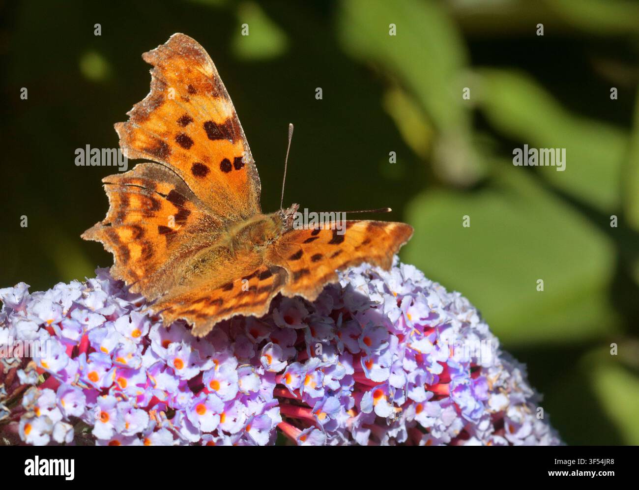 Comma Butterfly (album polygonale) Banque D'Images