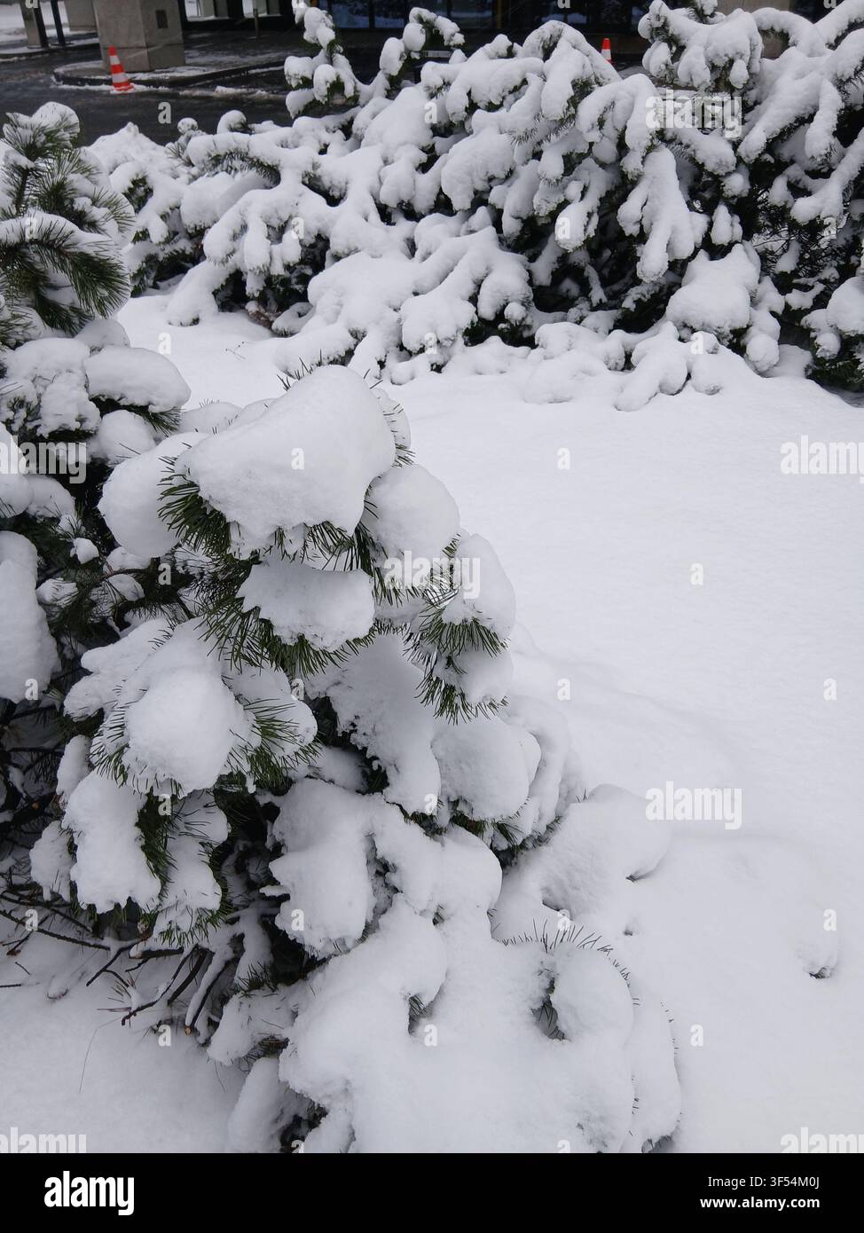 Grossissement des branches de sapin vert fortement recouvertes d'une neige blanche épaisse après une tempête de neige en hiver - Image de stock capturée avec un smartphone
