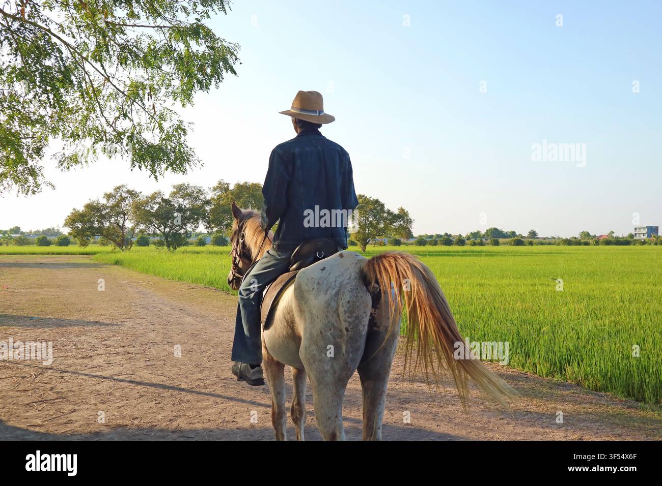 Photographie de style de vie serein d'un cavalier sur un cheval appaloosa dans un champ de riz tropical Banque D'Images