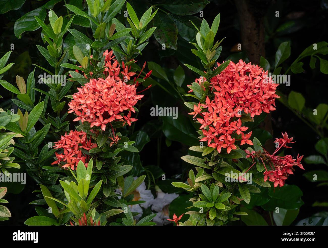 Ces fleurs sont connues sous le nom de géranium de la jungle ou flamme des bois. Banque D'Images